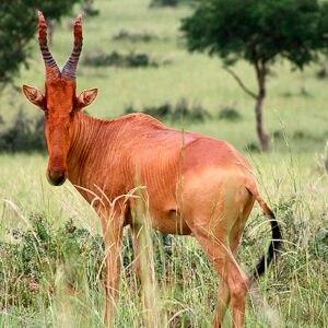 Antilope Uganda Safari