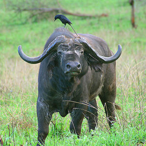 Uganda Safari Bueffel