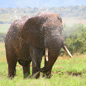 Elefant Uganda Safari
