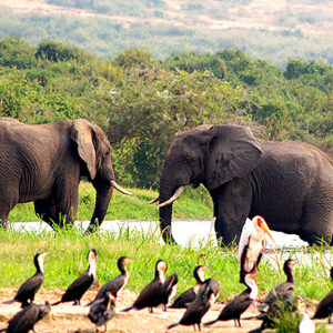 Elefanten Uganda Safari
