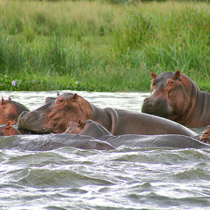Uganda Safari Flusspferde