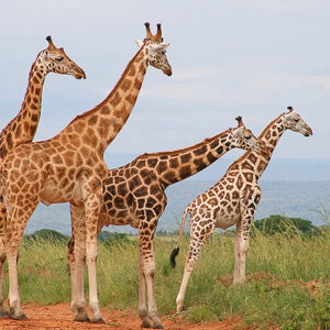 Uganda Safari Giraffen