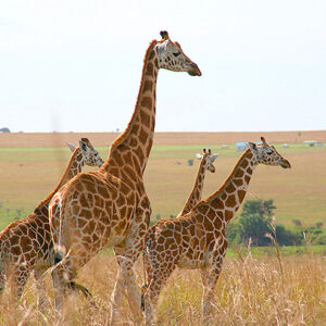 Giraffen Uganda Safari