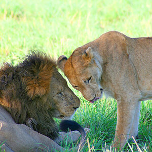 Loewenpaar Uganda Safari