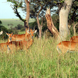 Uganda Safari Antilopen