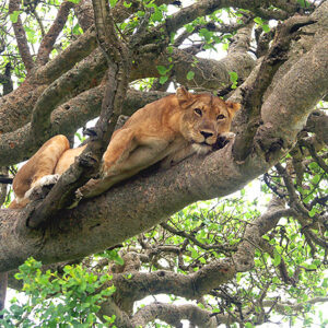 Uganda Tansania Safari Loewe