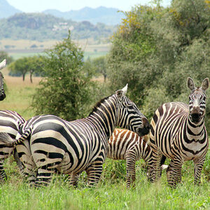 Uganda Safari Zebras