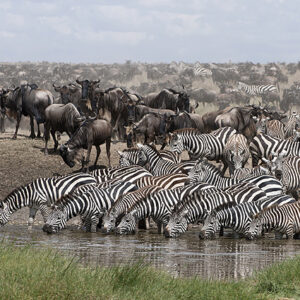 Uganda Tansania Safari Zebras mit Gnus