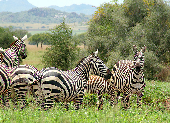 blue planet safari