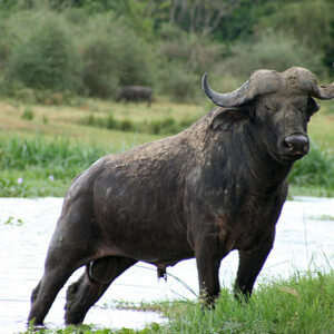 Tansania Safari Bueffel