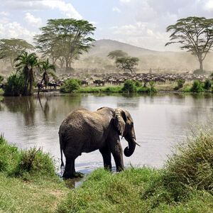 Tansania Safari Elefant