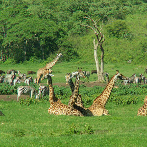 Tansania Safari Giraffen
