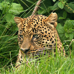 Tansani Safari Leopard