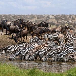 Tansania Safari Zebras Gnus