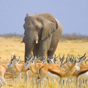 Namibia Safari Elefant, Springbock
