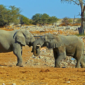 Namibia Safari Elefanten