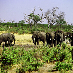Namibia Safari Elefanten