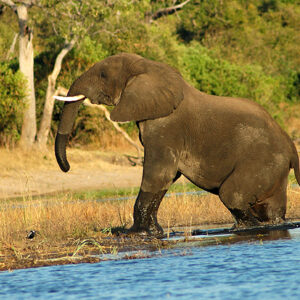 Namibia Safari Elefant