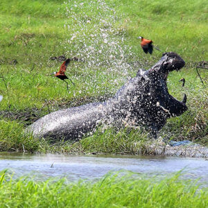 Namibia Safari Flusspferd