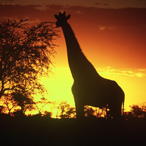 Namibia Safari Giraffe