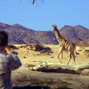 Namibia Safari Giraffe