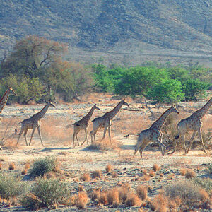 Namibia Safari Giraffen