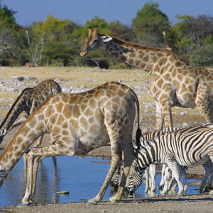 Namibia Safari Giraffen, Zebras