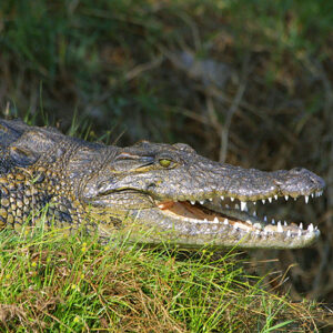 Namibia Safari Krokodil