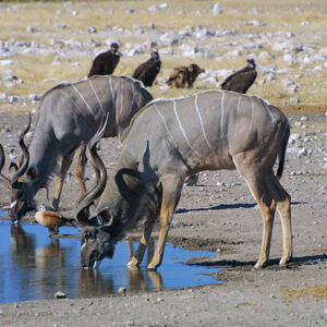 Namibia Safari Kudus