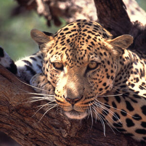 Namibia Safari Leopard