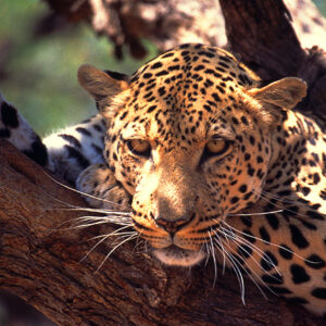 Namibia Safari Leopard