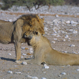 Namibia Safari Loewenpaar