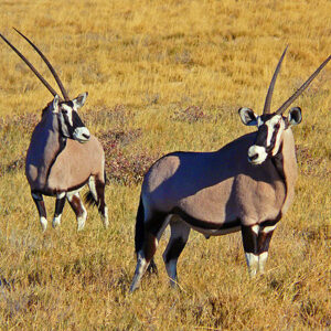 Namibia Safari Oryx