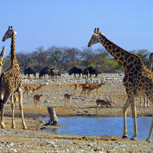 Namibia Safari Giraffen