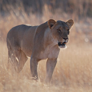 Namibia Safari Loewe