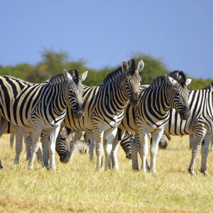 Namibia Safari Zebras