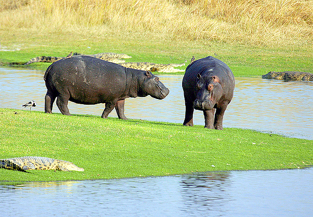 Botswana Safari Fusspferde