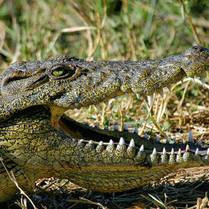 Botswana Safari Krokodil