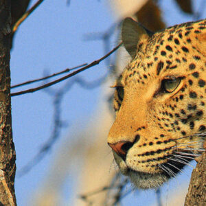 Botswana Safari Leopard
