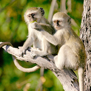 Botswana Safari Vevet -Affen