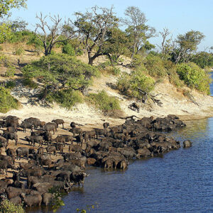 Botswana Safari Wasserbueffel