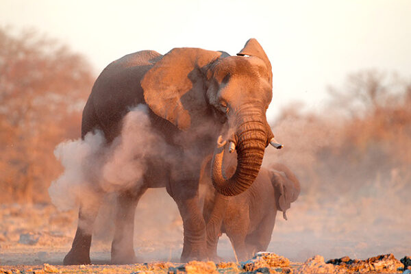 Namibia Rundreise Elefanten