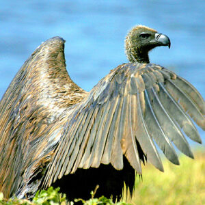 Botswana Spezial Camping-Safari, Chobe-Geier