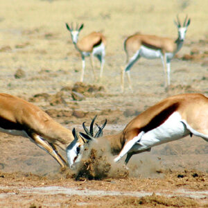 Botswana Spezial Camping-Safari, Spingböcke