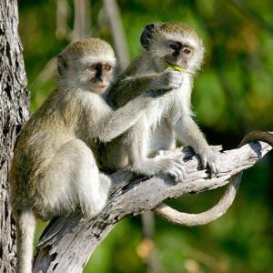 Botswana Spezial Camping-Safari, Vevet-Affen