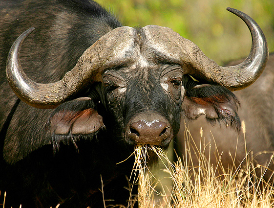 Botwana Spezial, Lodge Safari, Wasserbueffel