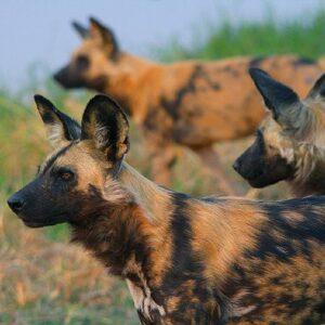Botswana Spezial Camping-Safari, Windhunde