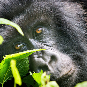 Uganda Safari Gorilla