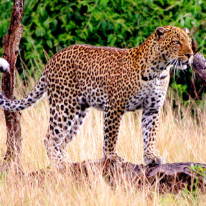 Uganda Safari Leopard