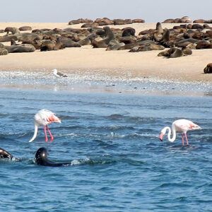 Namibia Nationalparks, Bootstour